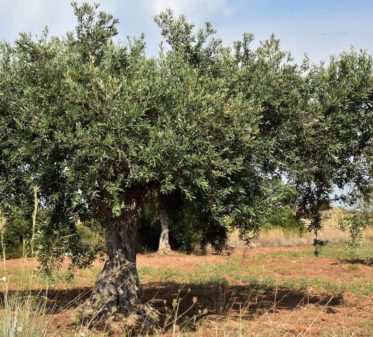 Olivo aceite de oliva