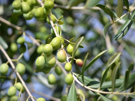 Aceituna