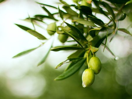 Aceituna