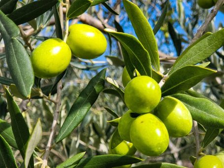 Aceituna