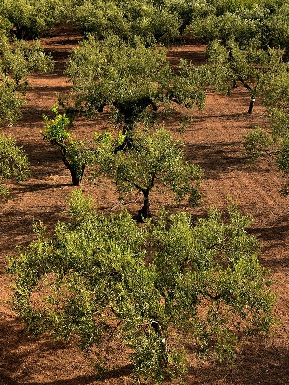 Olivar aceite